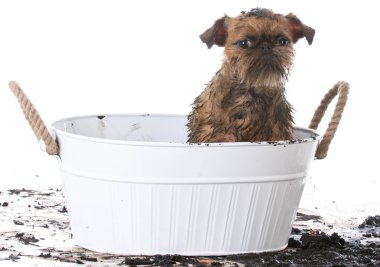 kirli çamurlu köpek