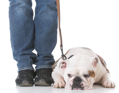 köpek itaat terbiye