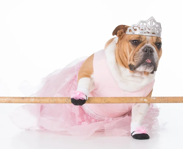 Pies ubrany jak baletnica — Zdjęcie stockowe
