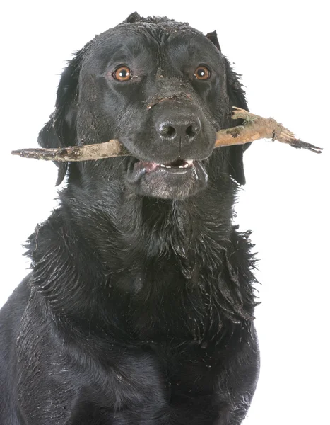 Cão recuperando uma vara — Fotografia de Stock