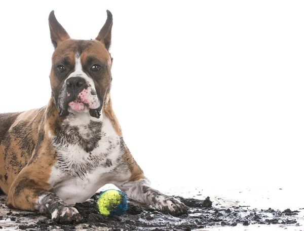 kirli çamurlu köpek