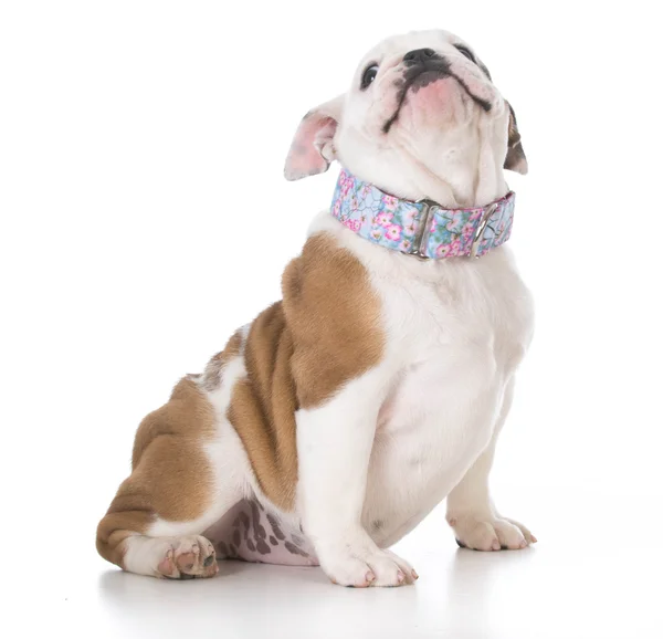 Adorable bulldog cachorro —  Fotos de Stock