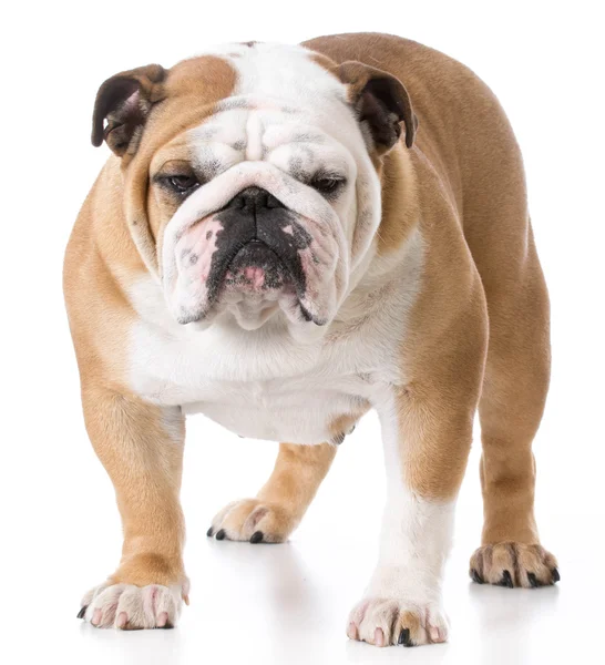 Kvinnliga engelska bulldog — Stockfoto