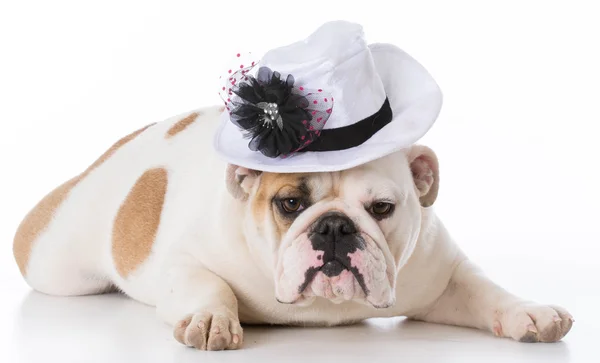 Kvinnliga engelska bulldog — Stockfoto