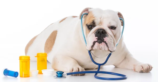 Dog veterinary care — Stock Photo, Image