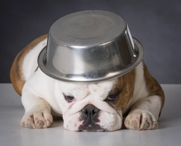 Cane con ciotola di cibo sulla testa — Foto Stock