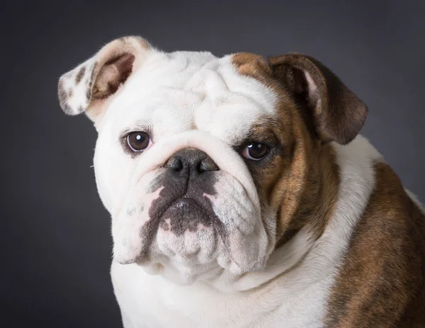 Retrato de Bulldog Inglês — Fotografia de Stock