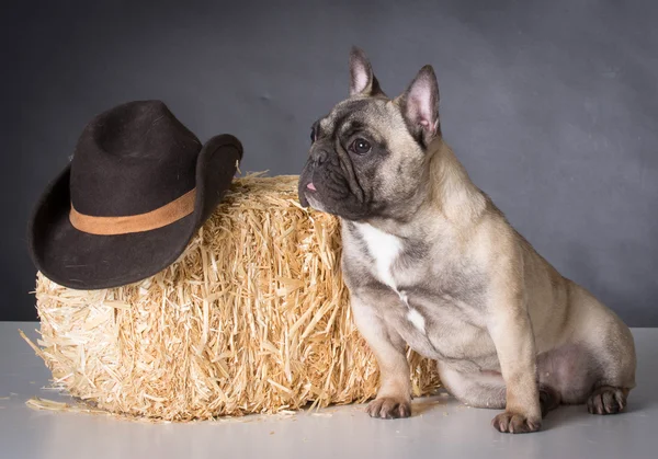 French bulldog portrait — Stock Photo, Image