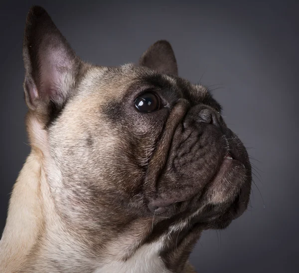 Fransk bulldog porträtt — Stockfoto
