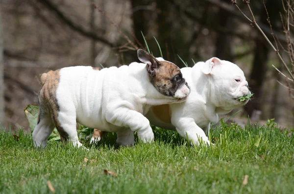 Twee Puppies buiten spelen — Stockfoto