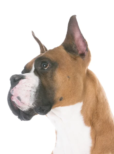 Retrato de cabeza de boxeador — Foto de Stock