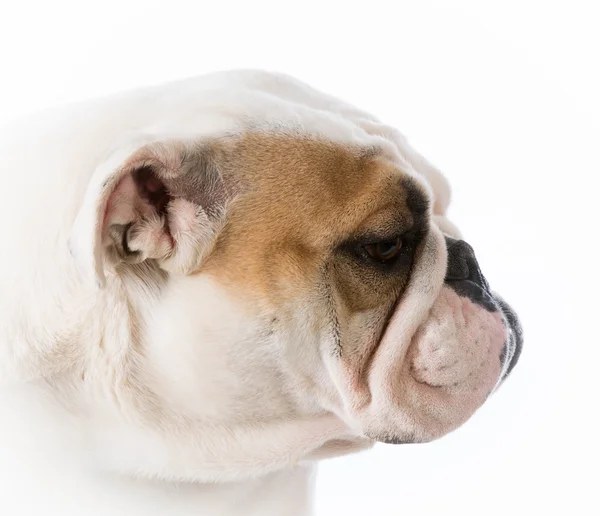 Engels bulldog portret — Stockfoto