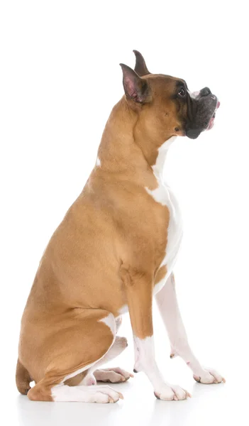 Boxer sitting isolated — Stock Photo, Image