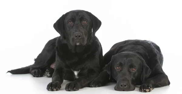 Twee zwarte labrador retrievers — Stockfoto