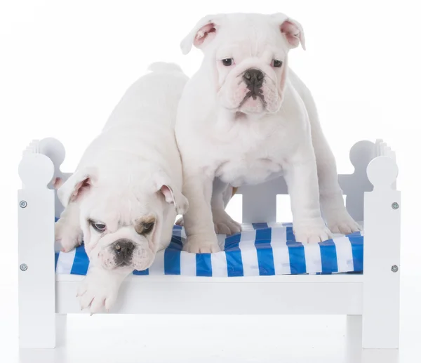 Twee leuke puppy — Stockfoto