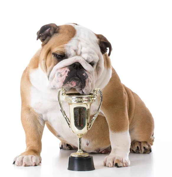 Champion dog with trophy — Stock Photo, Image