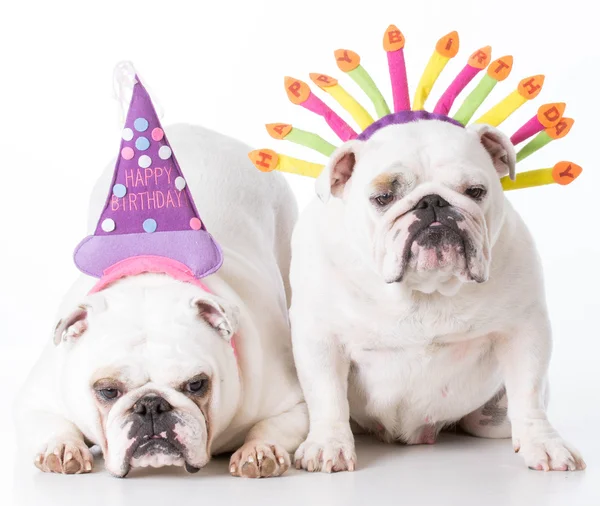 Two birthday dogs — Stock Photo, Image