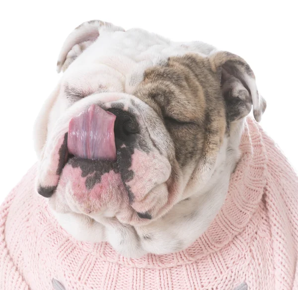 Female english bulldog — Stock Photo, Image