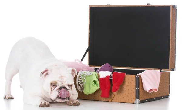 Bouledogue anglais par valise emballée — Photo