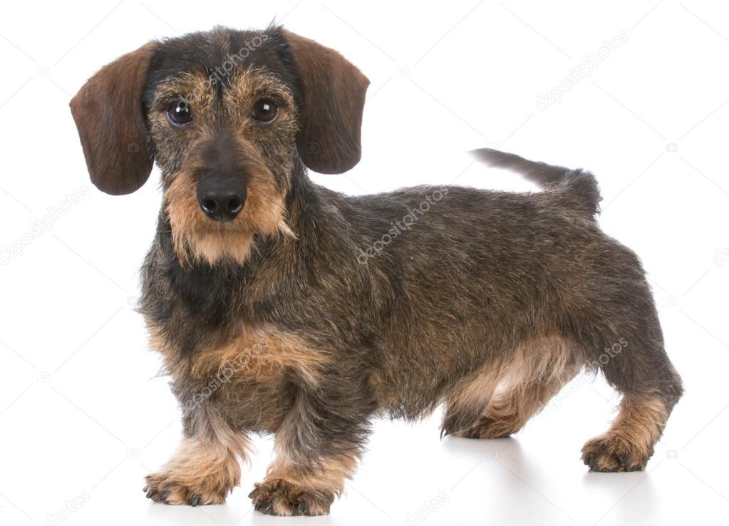 Miniature wirehaired dachshund — Stock Photo © willeecole 111537540