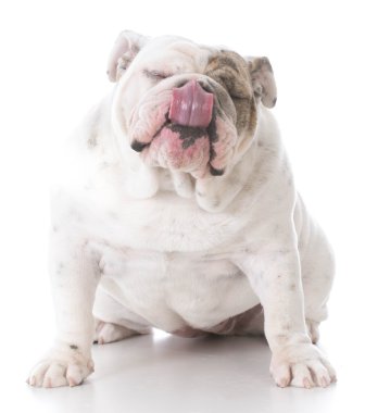 köpek yalamaya dudaklar