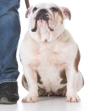 köpek itaat terbiye