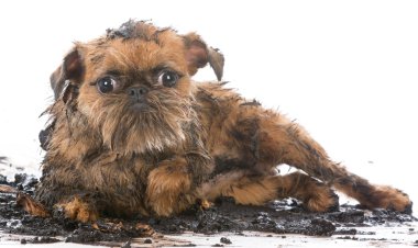 kirli çamurlu köpek