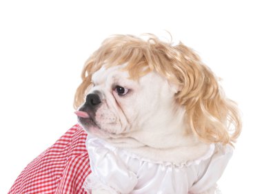 kadın İngilizce bulldog