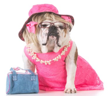 kadın İngilizce bulldog 