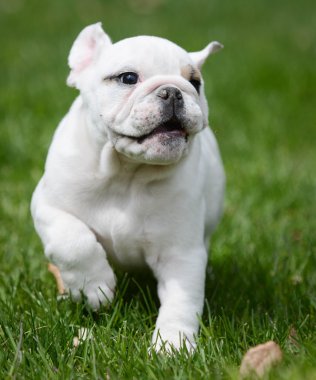 İngilizce bulldog köpek çim