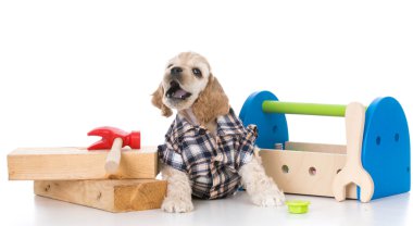 şirin çalışan köpek