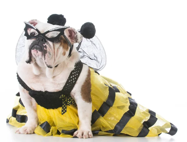 Собака в пчелином костюме — стоковое фото