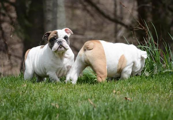 Twee Puppies buiten spelen — Stockfoto