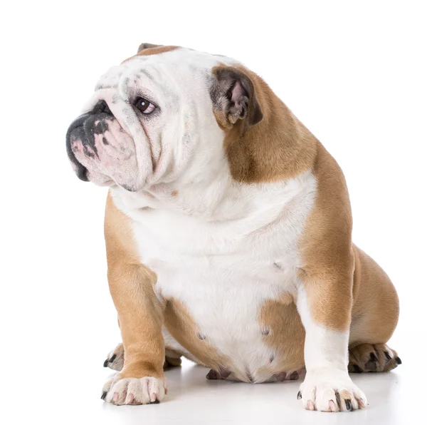 Engels bulldog vrouw — Stockfoto