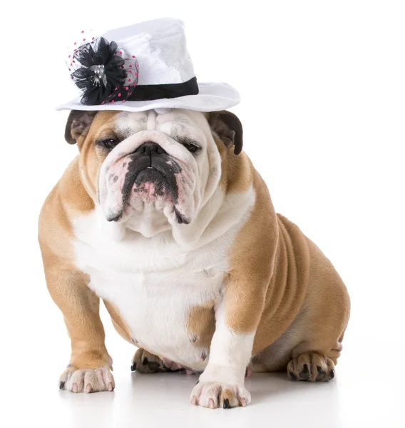 Perro hembra con sombrero — Foto de Stock