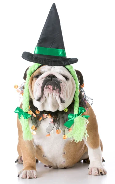 Perro vistiendo traje de bruja —  Fotos de Stock