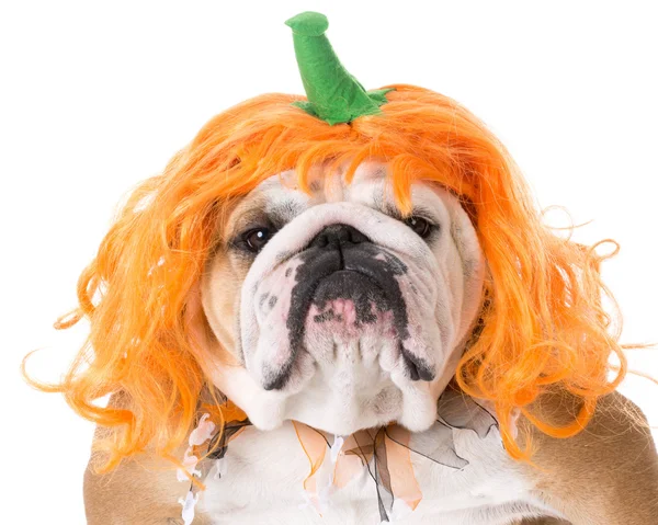 Perro con traje de calabaza — Foto de Stock