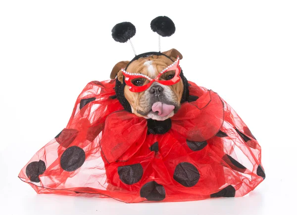 Dog dressed like a ladybug — Stock Photo, Image