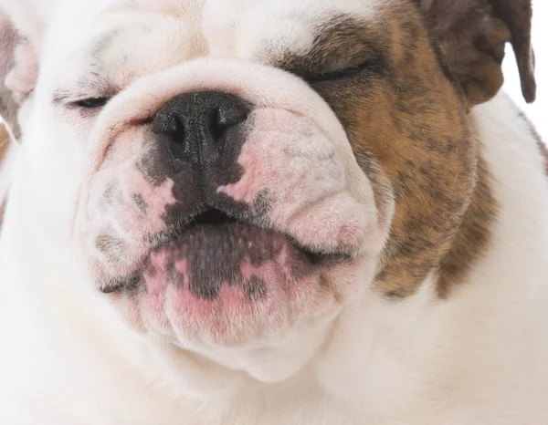 Engelse bulldog lachen — Stockfoto