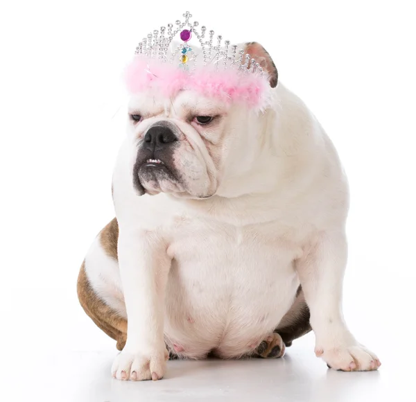 Spoiled bad dog — Stock Photo, Image