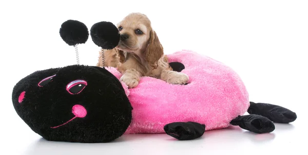 Puppy on dog bed — Stock Photo, Image