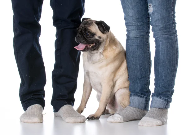 Dog sitting at owners feet — Stock Photo, Image