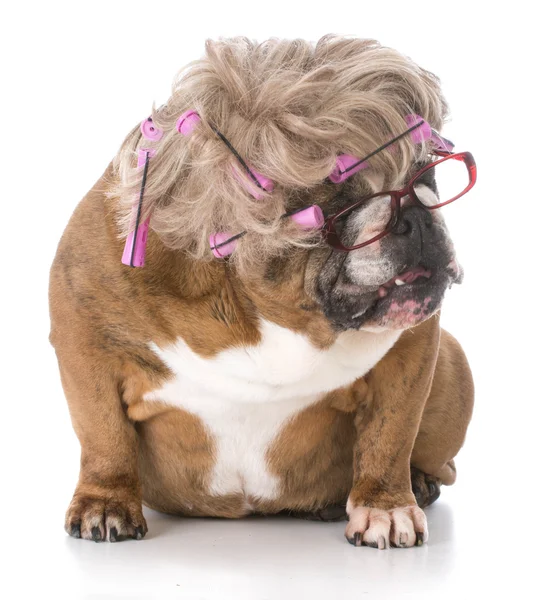 Kvinnliga engelska bulldog — Stockfoto