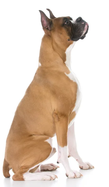 Boxer sitting looking up — Stock Photo, Image