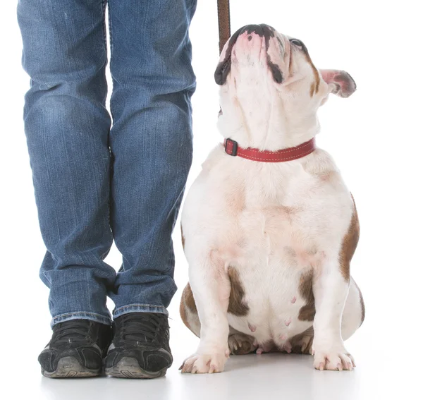 Treinamento de obediência cão — Fotografia de Stock