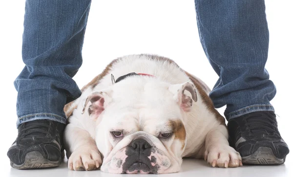 Hond leggen tussen eigenaren benen — Stockfoto