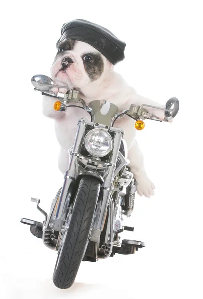 Hond rijden een motorfiets — Stockfoto