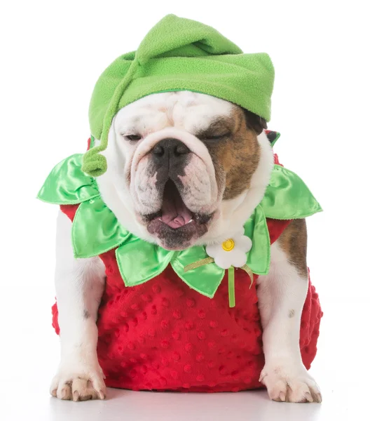 Cão vestido como um morango — Fotografia de Stock