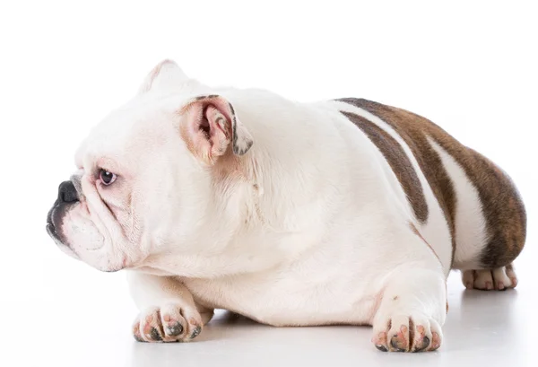 Engels bulldog pup — Stockfoto