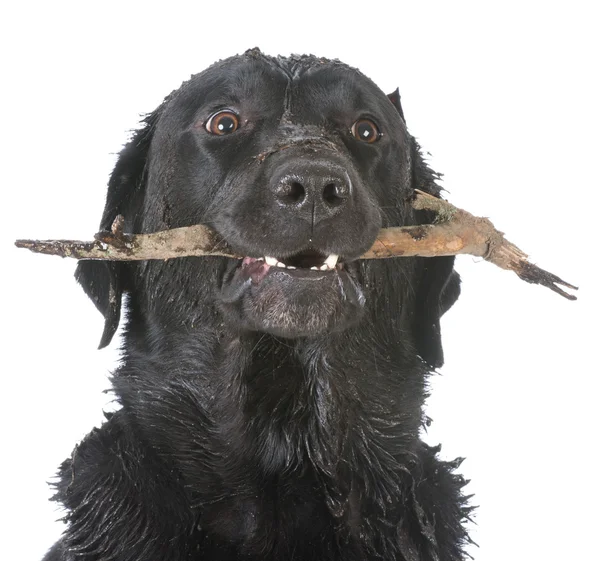 Cão recuperando uma vara — Fotografia de Stock